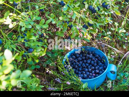 Heidelbeeren in einem Becher, Stille Wälder. Stockfoto