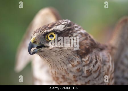 Nahaufnahme eines eurasischen Sparrowhawk (Accipiter nisus). Dieser Raubvogel ist in Europa, Asien und Nordafrika weit verbreitet. Ein männlicher Erwachsener Stockfoto