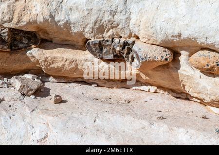 Geologische Schichten, schwere Feuersteine in einer Schicht zwischen zwei Schichten weicheren marmelierten Kalksteins in der Negev-Wüste, Israel, in der Nähe der Stadt Yeruham Photo Stockfoto