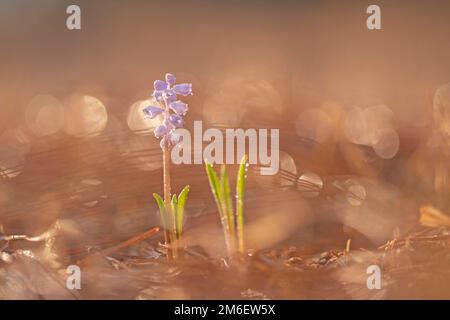 Baby's Breath, Rain Bells Flowers, Muscari parviflorum Israel Herbst November Stockfoto