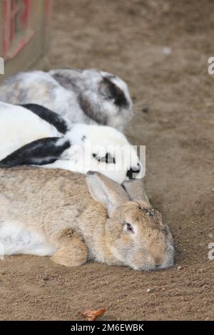 Hauskaninchen (Oryctolagus cuniculus forma domestica) Stockfoto