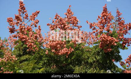 Koelreuteria paniculata-Baum und -Blume im Herbst. Das Bild zeigt einen reifen Koelreuteria paniculata- oder Goldenrain-Baum, eine Art von blühender Pflanze nativ Stockfoto