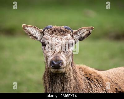 Red Deer Stag ohne Antler, nachdem sie vergossen wurden Stockfoto