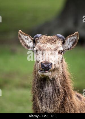 Red Deer Stag ohne Antler, nachdem sie vergossen wurden Stockfoto