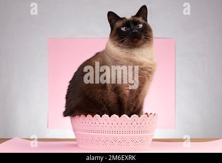 Eine wunderschöne siamesische Katze sitzt in einem rosa Korb und posiert. Stockfoto