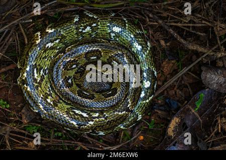 Madagaskar Boa-Acrantophis madagascariensis, die größte Schlange Madagaskars Wälder. Endemische Schlange. Stockfoto