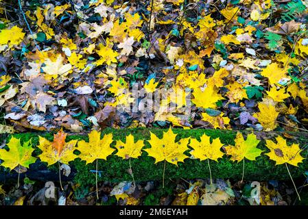 Gelbe Ahornblätter liegen auf einem Baumstamm im Wald. Stockfoto