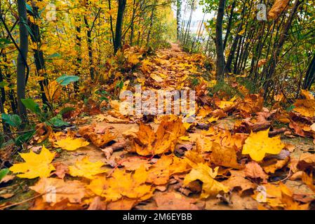 Ein Pfad mit gelben Ahornblättern. Stockfoto
