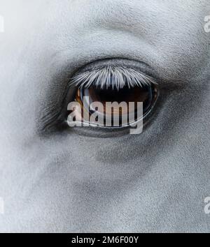 Nahaufnahme - Auge eines hellgrauen Pferdes Stockfoto
