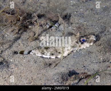 Ein Bandtail Puffer (Sphoeroides spengleri) in Florida, USA Stockfoto