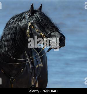 Porträt eines schwarzen spanischen Pferdes in wunderschöner Zauberei auf dem Meereshintergrund. Stockfoto