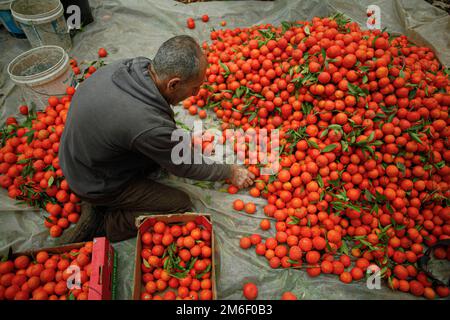 Gazastreifen, Gaza, 04. Januar 2022. Am 04. Januar 2022 ernten palästinensische Bauern auf ihrem Feld in der Stadt Beit Lahia im nördlichen Gazastreifen Orangen. Foto: Ramez Habboub/ABACAPRESS.COM Stockfoto