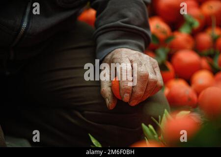 Gazastreifen, Gaza, 04. Januar 2022. Am 04. Januar 2022 ernten palästinensische Bauern auf ihrem Feld in der Stadt Beit Lahia im nördlichen Gazastreifen Orangen. Foto: Ramez Habboub/ABACAPRESS.COM Stockfoto