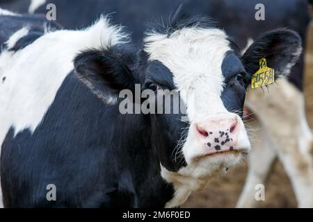 Viehzucht. Nahaufnahme. Schwarz-weiße Kuh steht auf der Weide vor dem Hintergrund von Heu und schaut auf die Kamera Stockfoto