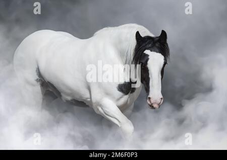 Porträt eines irischen Bastelpferdes in leichtem Rauch. Stockfoto