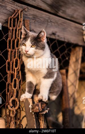 Geflecktes Kätzchen auf der Treppe im Zaun Stockfoto