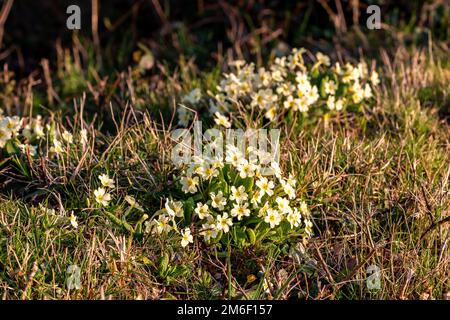 Primula vulgaris wachsen in der Sussex-Landschaft an einem sonnigen Frühlingstag Stockfoto