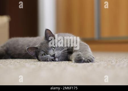 Graue Katze liegt auf dem Boden, Katze mit silbernen Haaren, junge britische Katze auf dem Boden Stockfoto