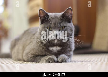 Graue Katze liegt auf dem Boden, Katze mit silbernen Haaren, junge britische Katze auf dem Boden Stockfoto