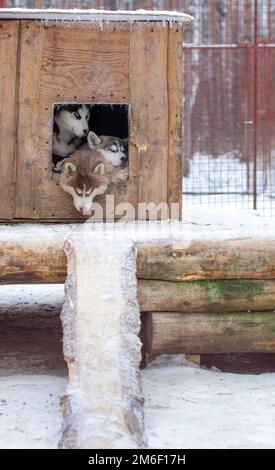 Wunderschöne sibirische Husky-Welpen im Zwinger, im Winter. Stockfoto