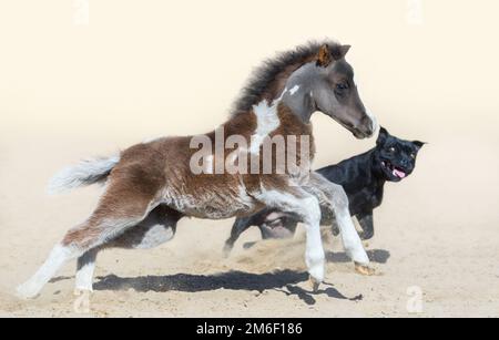 Staffordshire Bull Terrier Hund und amerikanisches Miniaturfohlen. Fohlen ist ein Geburtsmonat. Konzept der Kommunikation verschiedener Tiere. Selektiv für Stockfoto