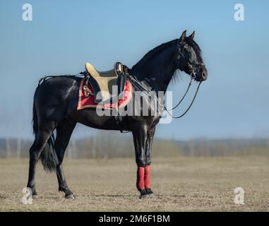 Ganzkörperporträt eines schwarzen spanischen Pferdes mit portugiesischem Sattel im Frühlingsfeld. Stockfoto