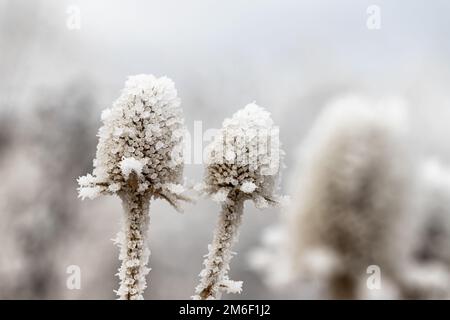 Eine getrocknete Distelblume, bedeckt mit Eiskristallen Stockfoto