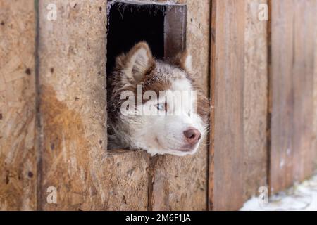 Sibirischer Husky Hund auf einem Holzhaus liegend. Der Hund liegt, gelangweilt. Stockfoto