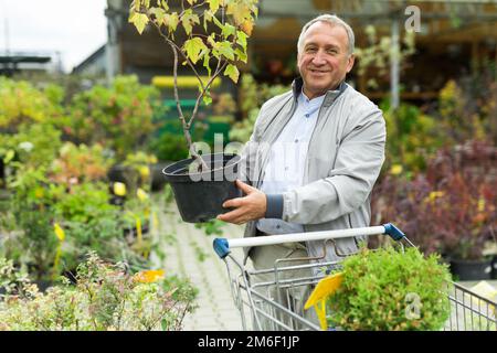 Kaukasischer Mann, der Sprossen im Gartencenter auswählt Stockfoto