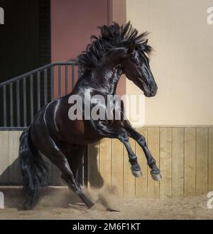 Wunderschöne schwarze andalusische Pferde spielen in der Koppel bei Sonnenuntergang. Stockfoto