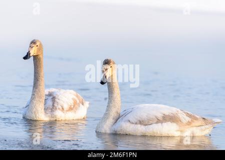 Schwäne schwimmen auf dem Wasser Stockfoto