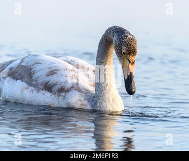 Schwan auf dem Wasser aus nächster Nähe Stockfoto