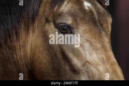 Nahaufnahme des goldenen, jungen andalusischen Pferdes. Stockfoto