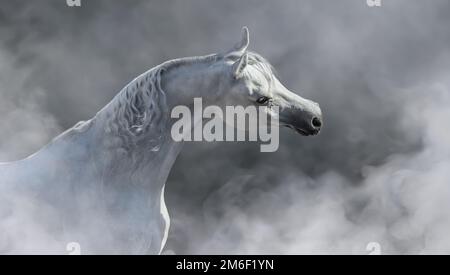 Porträt des eleganten weißen arabischen Pferdes in leichtem Nebel. Stockfoto