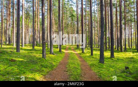 Unbefestigte Straße in Kiefernwald Stockfoto
