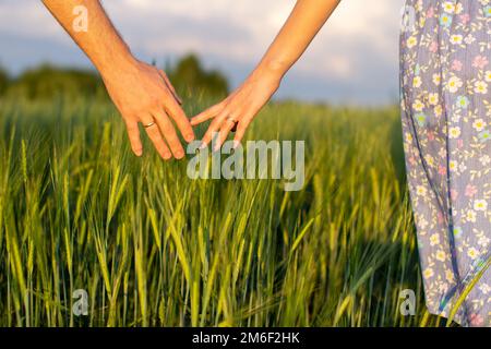 Die Hand eines Mannes und einer Frau zusammen auf einem Weizenfeld. Ernte, Lebensweise, Familienbegriff Stockfoto