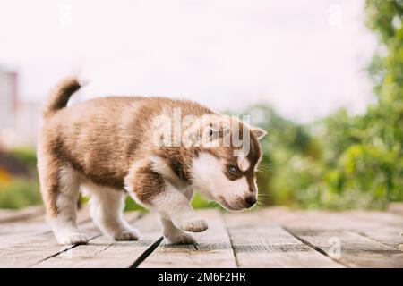Der vierwöchige Husky-Welpe in weiß-brauner Farbe steht auf Holzboden. Stockfoto
