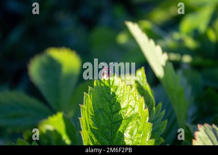 Soldat Beetle klettert auf ein Blatt. Soldatenkäfer - kleiner schwarzer Käfer mit rotem Kopf Stockfoto