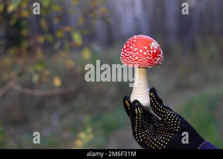 Rote Pilze in der Natur. Pilzfliegen-Agaric. Stockfoto