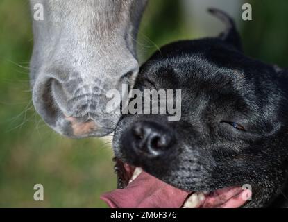 Amerikanisches Miniaturpferd. Fohlen und Staffy-Hund kommunizieren. Extreme Nahaufnahme. Konzept der Kommunikation verschiedener Tiere. Stockfoto