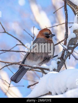 Bird Jay "Garrulus glandarius" sitzt auf einem Ast Stockfoto