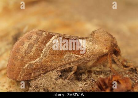 Detaillierte Nahaufnahme einer weiblichen orangefarbenen, schnellen Lebermotte, Triodia sylvina, die auf Holz sitzt Stockfoto