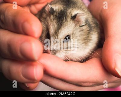 Der domestizierte Hamster in der menschlichen Hand. Hausgemachtes Nagetier. Stockfoto