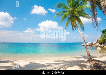 Tropischer Strand mit Kokospalme Stockfoto