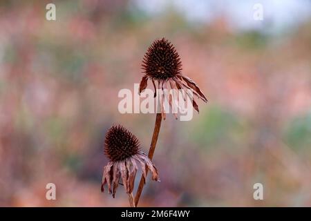 Echinacea im Herbst. Zwei trockene, verwelkende Blumen Stockfoto