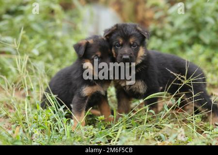 Zwei kleine Hirtenwelpen. Welpen auf dem Rasen. Stockfoto