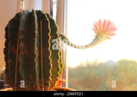 Der Kaktus am Fenster blüht. Eine Blume auf einem Kaktus. Stockfoto