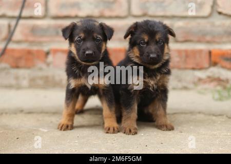 Kleine Schäferhündchen. Zwei Welpen. Stockfoto