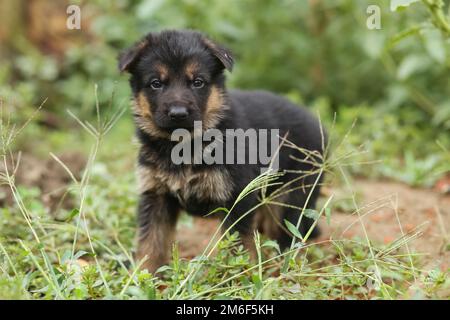 Ein Schäferhund läuft im Gras. Schäfer. Stockfoto