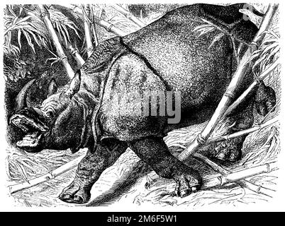 Indisches Nashorn, Rhinoceros unicornis (Enzyklopädie, 1888), Panzernashorn, Rhinocéros indien Stockfoto